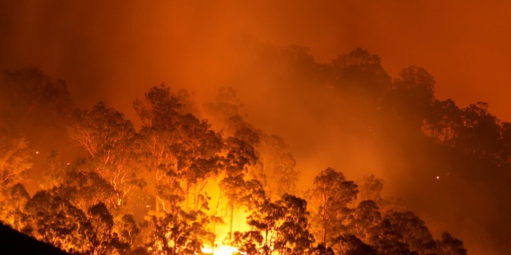 Why hiring a public adjuster is a smart move for wildfire insurance claims